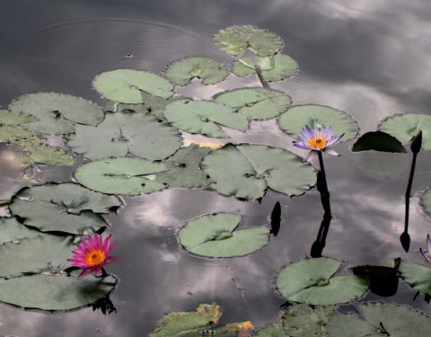 Nature